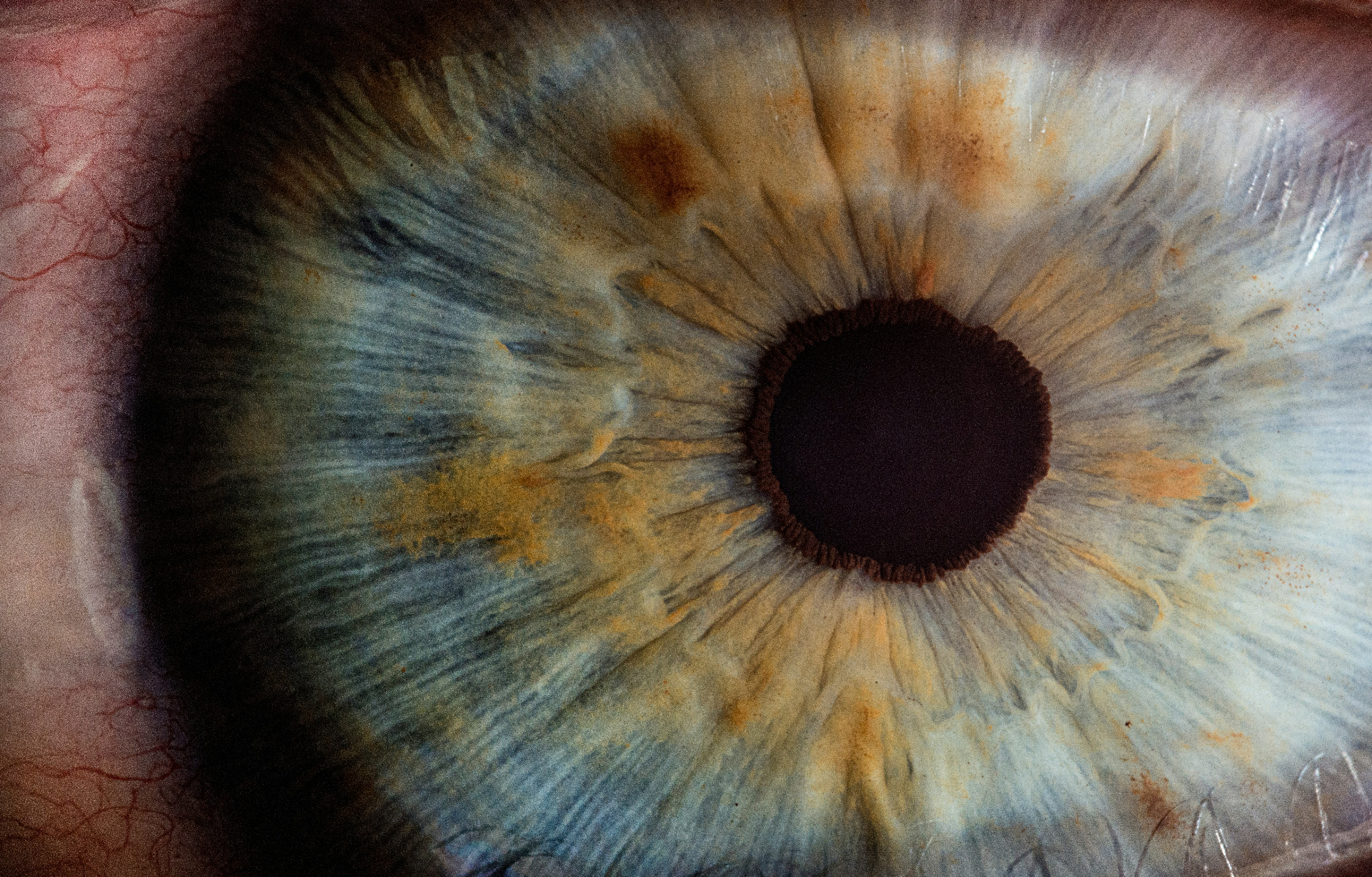 Macro detail of an iris, revealing structured signal patterns